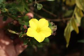 Image result for Reinwardtia indica