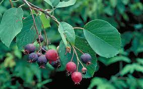 River birch is popular for its ornamental peeling bark. Bountiful Berries July August 2019 Minnesota Conservation Volunteer Minnesota Dnr