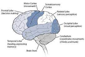 Pin On Brainz