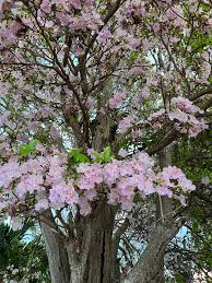 Image result for Tabebuia heterophylla