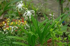 Image result for Ismene narcissiflora