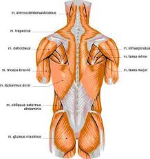 Human muscle system, the muscles of the human body that work the skeletal system, that are under voluntary control, and that are concerned with movement, posture, and balance. Muscle Diagram Skeletal Muscles Cs