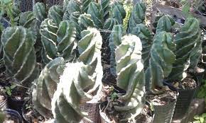 Venta de cactus espiralados por menor y mayor, su consulta no molesta. Plantas Morenal Cactus Espiral Cereus Forbesii Spiralis Espiralado Cactus Y Suculentas Plantas Cactus