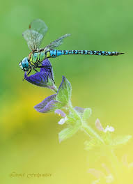 Black Book Winds Of Change Bug Blue Eyed Hawker Leonid Fedyantsev Arte De Libelula Fotografia De Flores Libelulas