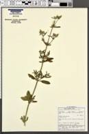 Image result for Achyropsis