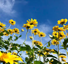ヘリオプシス Heliopsis の花言葉は ヒマワリと同じ 太陽神アポロンと水の精クリュティエの恋物語に由来します ぼちぼち歩く