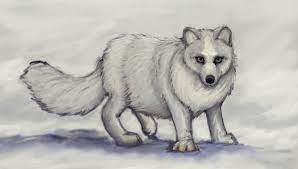 This was a requested ani. Drawing Realistic Arctic Fox Face Drawing Drawing Realistic Fox Novocom Top