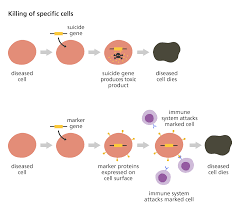 What Is Gene Therapy Facts Yourgenome Org