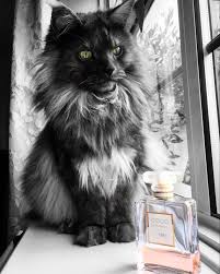 Black And Grey Maine Coon Kittens For Sale Pin On Maine Coon
