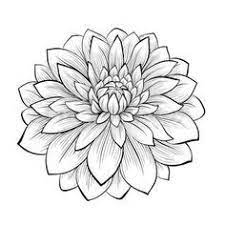 Dahlia Flowers Drawing Dahlia Flower Tattoos Flower Drawing Dahlia Flower
