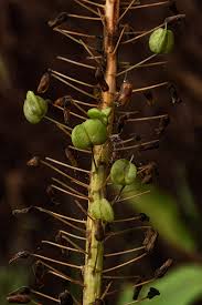 Image result for Drimia altissima
