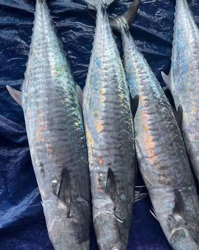 Mai ❌❌ cá thu phấn câu loại 1 Size 4-6kg /con #190k /kg. E bán nguyên con Cá  thu câu còn gọi là thu phấn ngon nhất trong các loại cá thu