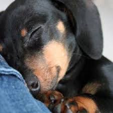 Adorable Black And Tan Dachshund Puppy Black Tan Shorthair Dachshund Puppy Dachschunds Cute Dogs Dachshund Puppies Puppies
