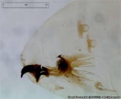 Image result for Rhagoletis completa