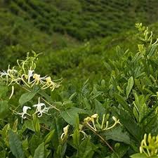 Image result for Lonicera confusa