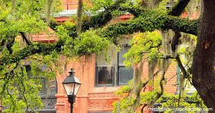 Other flowers like gardenias, jasmine and wisteria can occasionally be spotted throughout residential areas. Spring In Savannah Ga