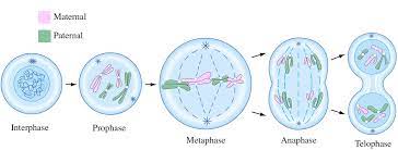 What are the 5 stages of cell division. Meiosis Steps Explained Shefalitayal