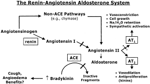 Image result for ACE Inhibitor