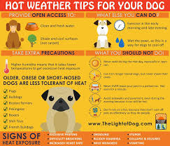 Get your dog out of direct heat. Facebook