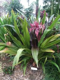 Image result for Crinum asiaticum