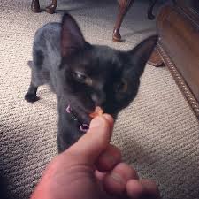 It's made out of pork, so it might seem like a good idea to share it with your carnivorous pet. Cats With Bacon