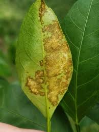 Check spelling or type a new query. 16 Citrus Tree Diseases And How To Treat Them Rhythm Of The Home