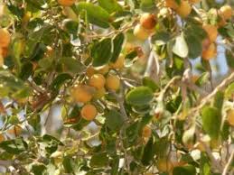 Aju mapa, bidara mapai (bugis); Mengenal Jenis Jenis Pohon Bidara Dharma Sehat