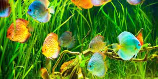 Sesuaikan ukuran kaca anda bisa menggunakan ikan hias seperti ikan koi, komet, mas koki atau ikan lainnya. Cara Membuat Aquarium Ikan Hias Untuk Pemula Mudah Dipraktikkan Di Rumah Merdeka Com