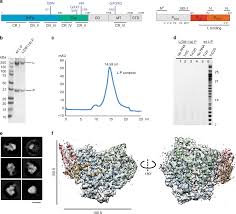 The clinical manifestations vary with age, health status, and whether the infection is primary or secondary. Cryo Em Structure Of The Respiratory Syncytial Virus Rna Polymerase Nature Communications