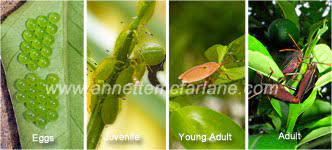 No guide to vegetable garden pests is complete without slugs and snails because almost any young seedling is a. Identify The Pest