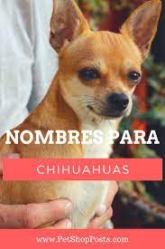 Pin En Perros Chihuahua