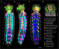 You will need to become an expert at cleaning the injection fitting. Insights Into Mud Dragon Morphology Kinorhyncha Allomalorhagida Myoanatomy And Neuroanatomy Of Dracoderes Abei And Pycnophyes Ilyocryptus Springerlink