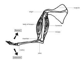 Musculoskeletal Tissues Support Systems In Animals Siyavula
