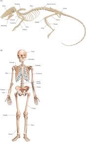 These systems include the integumentary system each of these areas of the body are focused on independently by healthcare professionals that have specialised, as there is so much for them to learn. First Metatarsal Bone An Overview Sciencedirect Topics