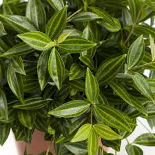 Image result for Peponium vogelii