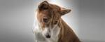 Basenji Dog Breed Information, Pictures, Characteristics ...