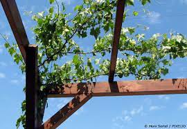 Gedeiht auch an der pergola, zuckersüße, kernarme weintrauben, auffällige, gelbe herbstfärbung. Weinreben Pflanzen Susse Trauben Aus Dem Eigenen Garten Garten Hausxxl Garten Hausxxl