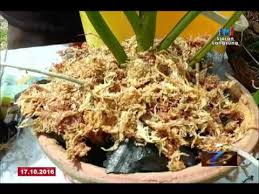 Setiap jenis orkid mempunyai cara penjagaan yang berbeza dari aspek baja, air, cahaya. Spm Bingkisan Teknik Pemasuan Orkid 17 Okt 2016 Youtube
