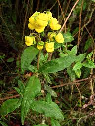 Image result for Calceolariaceae