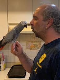 Thanks for the add!! This is our boy Tico.. he loves music mostly Black  Sabbath and Linda rondstat… he loves to sing with our other macaws and  birds.. but his favorite is