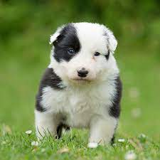 1 Border Collie Puppies For Sale In San Francisco Ca