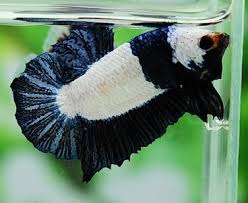 Very Cool And Unusual Plakat Betta Fish Betta Betta Fish Tank Betta Fish