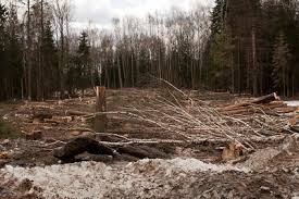 The south and southeast account for the majority of brazil's timber brazil's forest code of 80% forest cover dates from the 1960s, but access to remote areas and. Greenpeace Brazil Enabling Illegal Logging