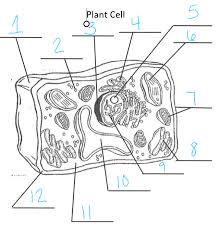 We did not find results for: 34 Label Plant Cell Quiz Labels For Your Ideas