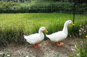 It was originated in china and is among the most common commercial duck breeds. Sexing Pekin Ducks At A Loss Pictures Attached Backyard Chickens Learn How To Raise Chickens