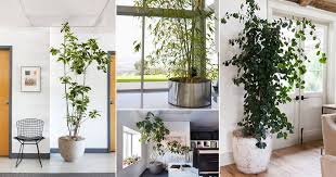 Discover more posts about laurel trees. 26 Trees You Can Grow Indoors Best Houseplant Trees