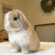 Rabbit Passion Taekook 2020 Hayvan Yavrusu Sevimli Hayvan Yavrulari Komik Hayvanlar