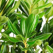 Image result for Pittosporum tobira