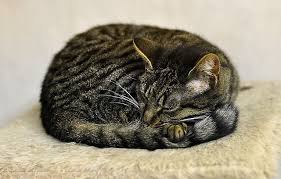 Why Do Cats Wrap Their Tails Around Their Paws Cat Curling Cats Cat Pose