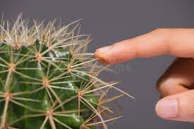 From wikimedia commons, the free media repository. 209 Touching Cactus Photos Free Royalty Free Stock Photos From Dreamstime